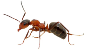 Essential Pest Ohio Ant Elimination