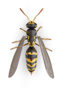 Essential Pest Ohio Wasp Elimination