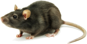 Essential Pest Ohio Mice Control