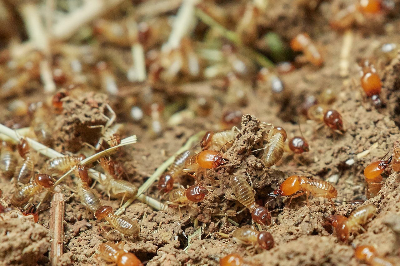 are you prepared for termites?